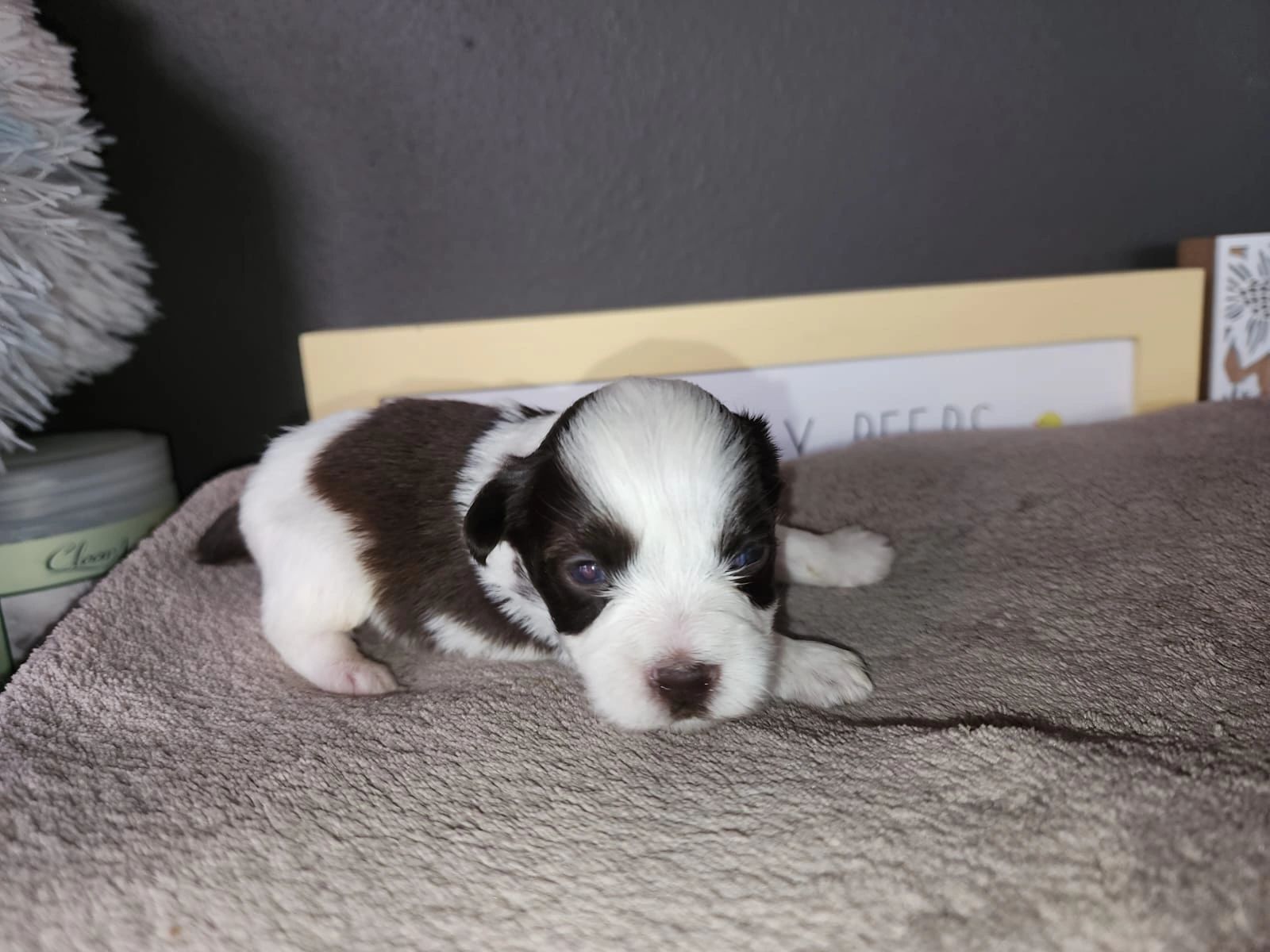Current IS Puppies